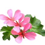 geranium