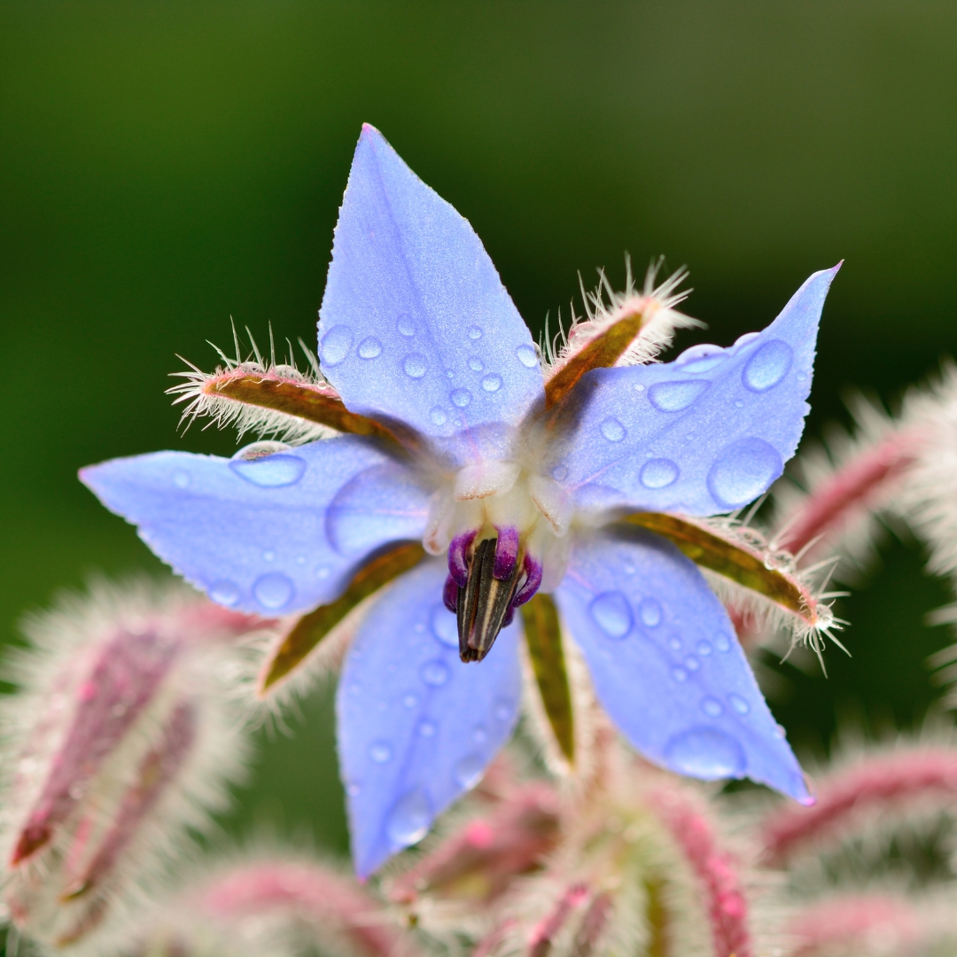 Borage