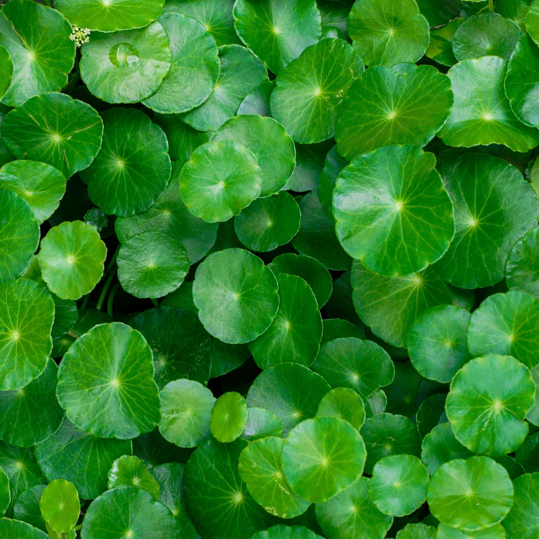 Centella asiatica