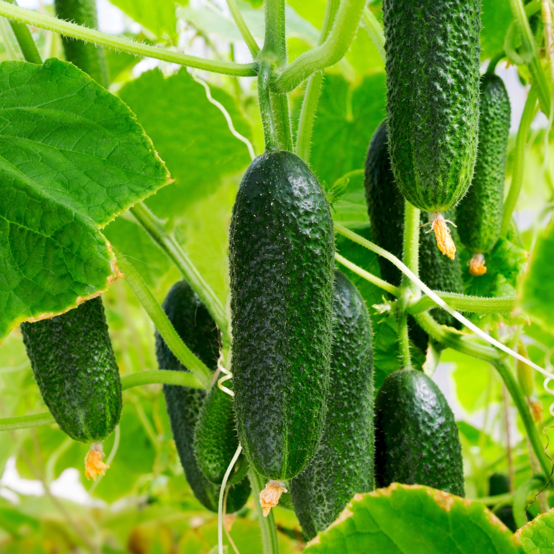 cucumber