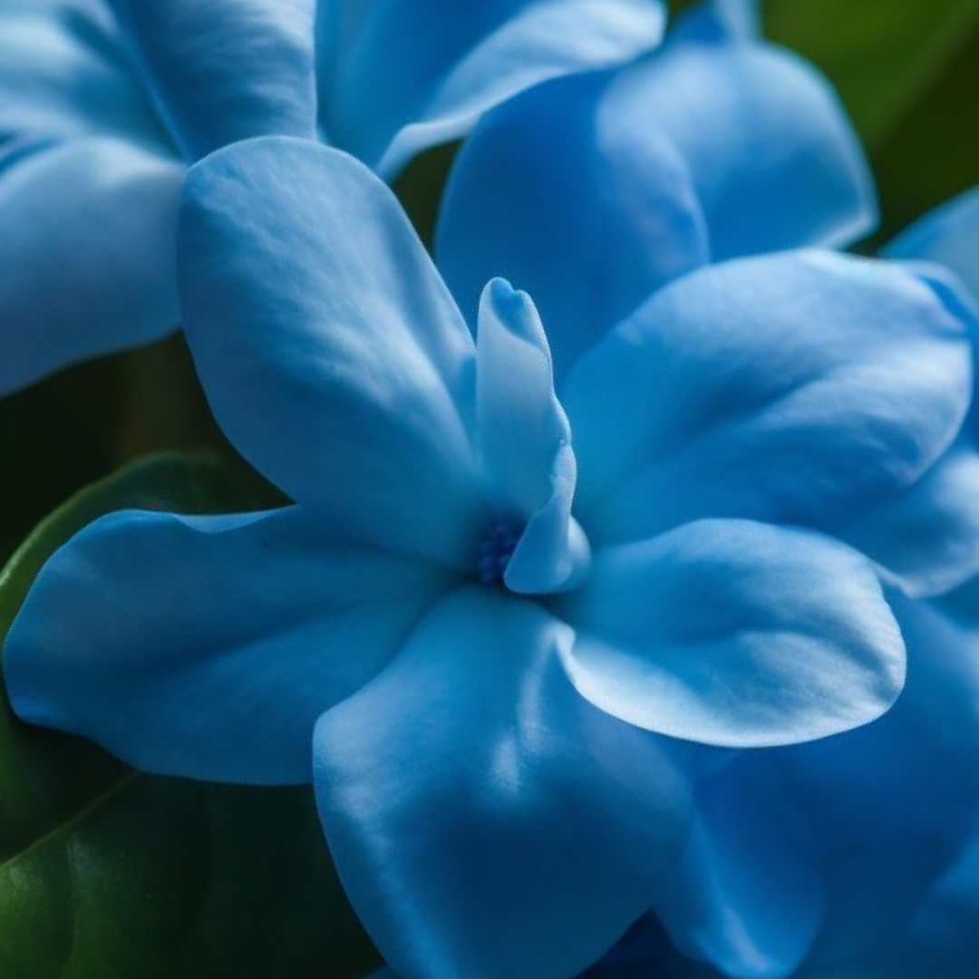 Gardenia