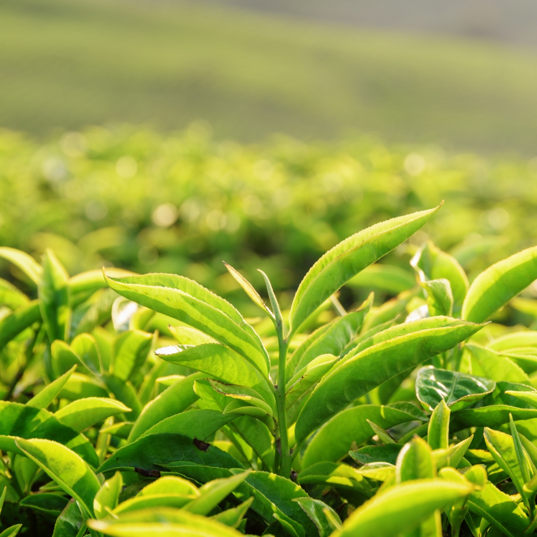 Green Tea