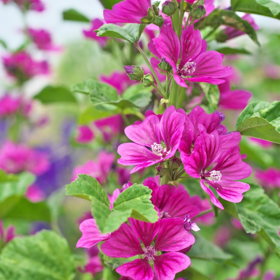 mallow