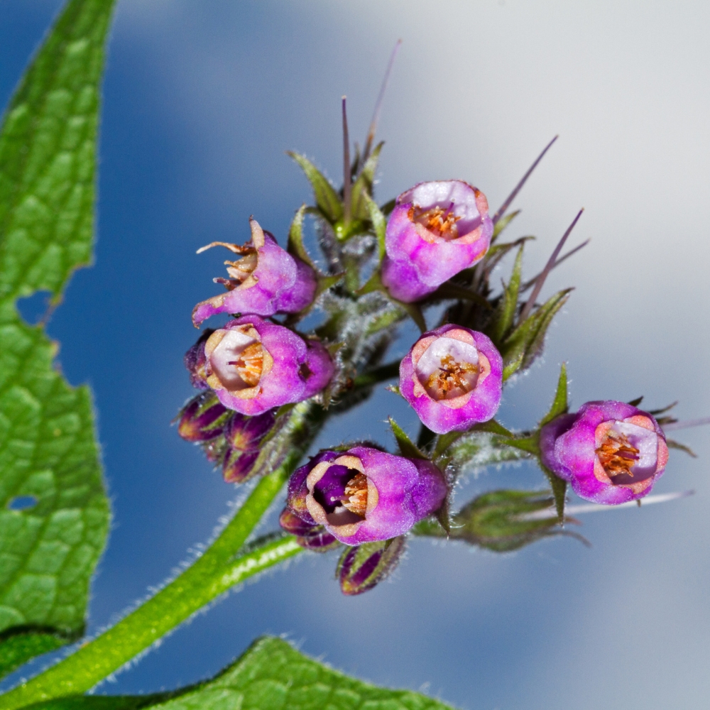 Comfrey
