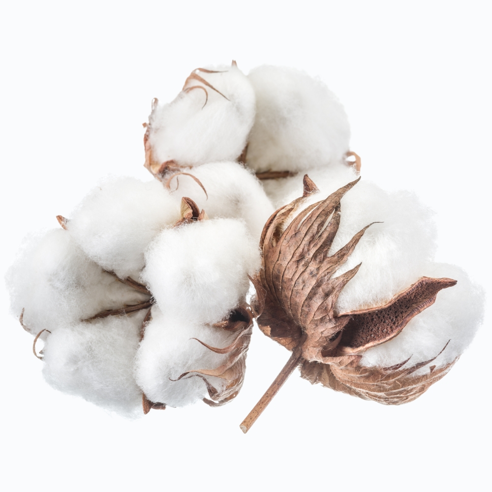 Cotton