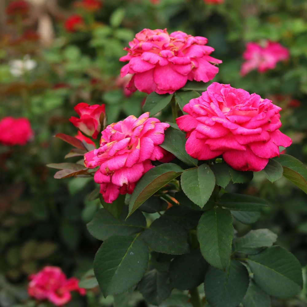 Damask Rose