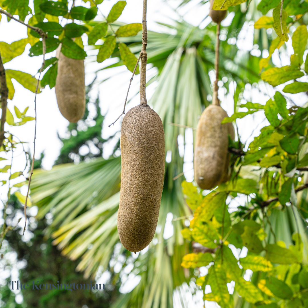 Kigelia Africana