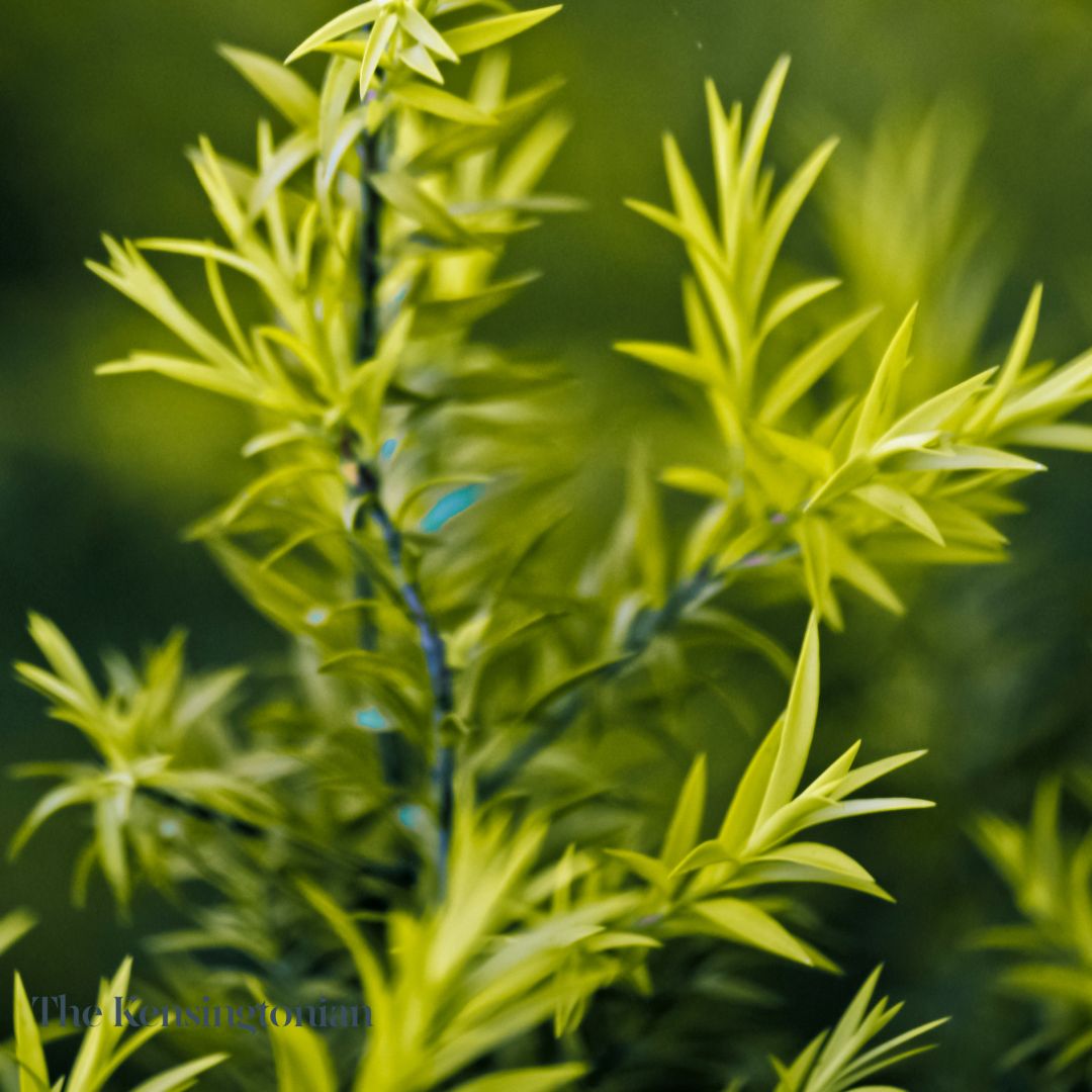 Tea Tree