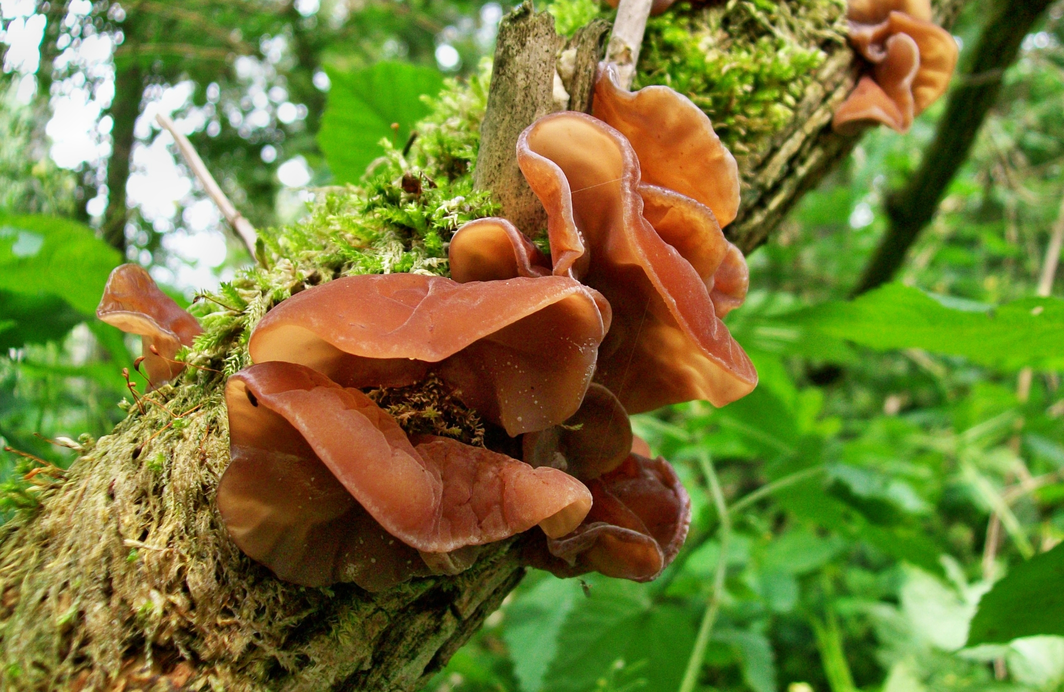 Auricularia