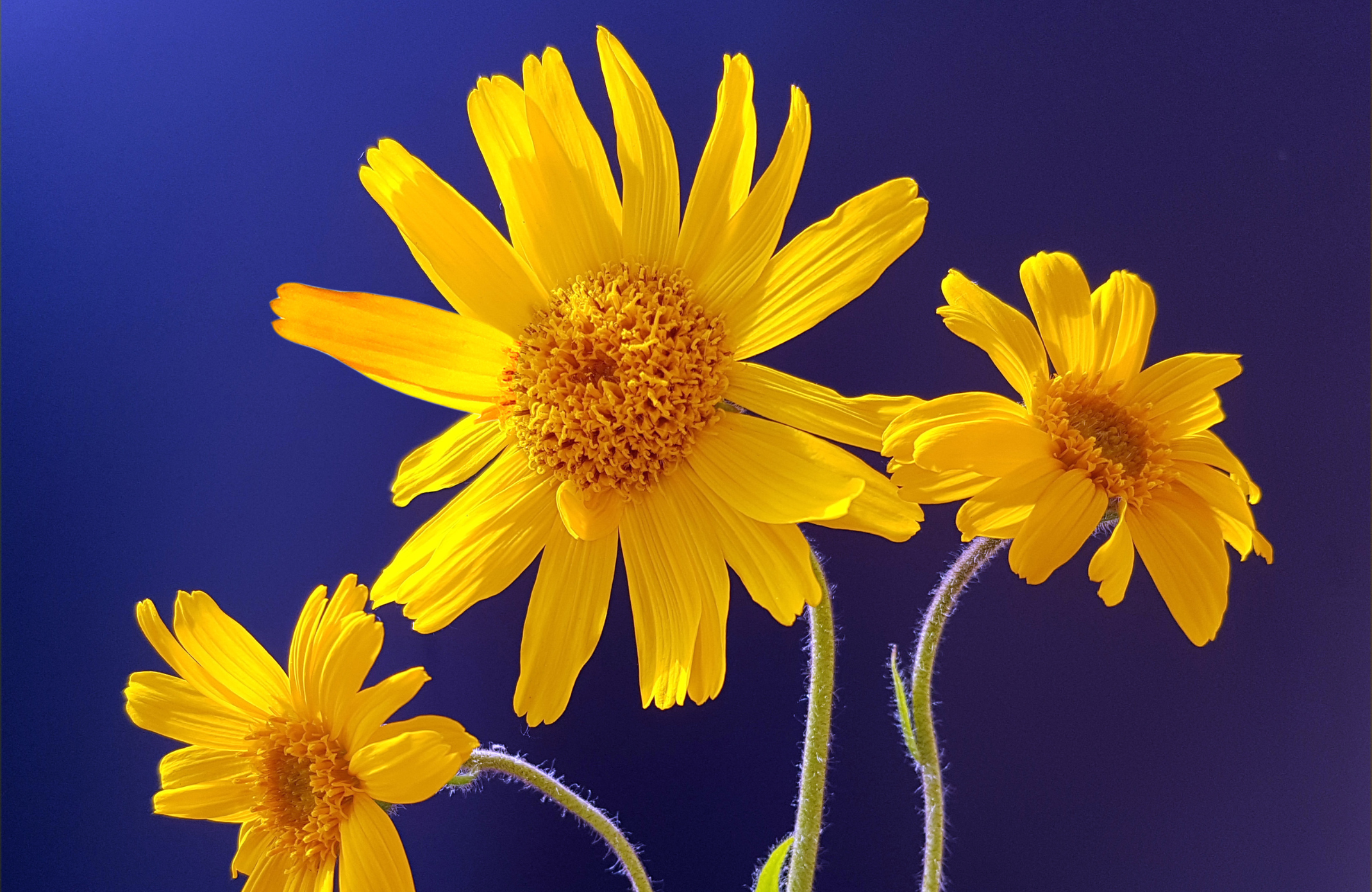 The Top 10 Health Benefits of Using Arnica in Your Daily Routine