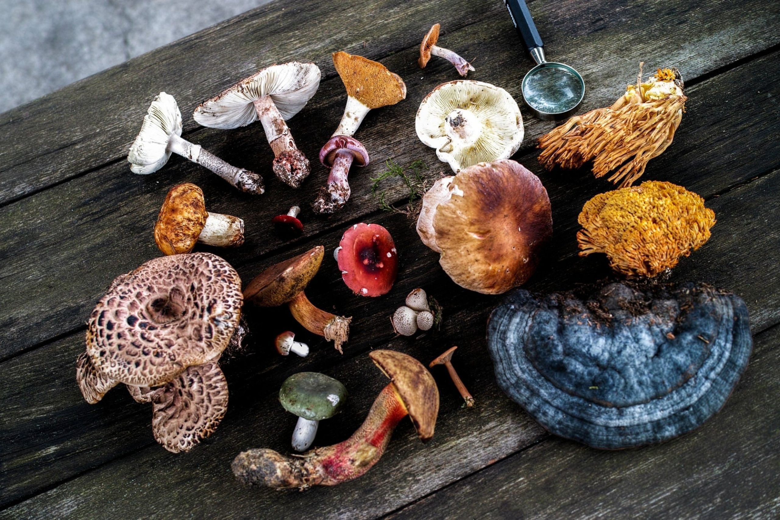 The Potent Health Benefits of Mushroom Extracts Medicinal Mushrooms