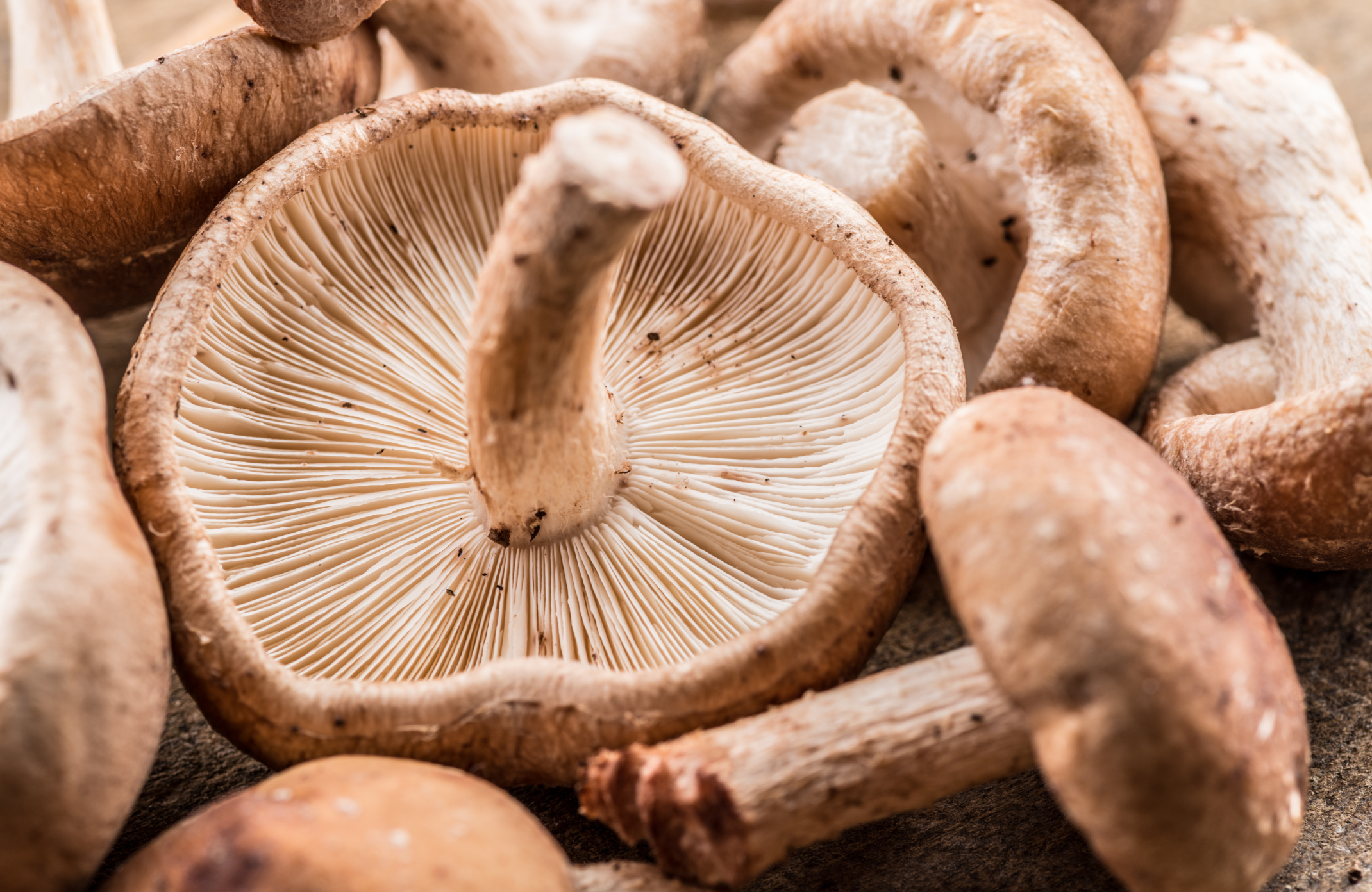 secrets of mushrooms,5 facts about mushrooms,secrets of medicinal mushrooms,medicinal mushrooms,medicinal mushrooms near me,mushrooms,healing mushrooms,healing mushrooms benefits,chaga mushrooms,chaga mushrooms benefits,chaga mushrooms and kidneys,chaga mushrooms good for,reishi mushrooms,reishi mushrooms benefits,reishi mushrooms for sleep,reishi mushrooms for anxiety,kiki health,kiki health lion's mane,kiki health mushrooms,kiki health mushroom blend,kiki health mushroom coffee