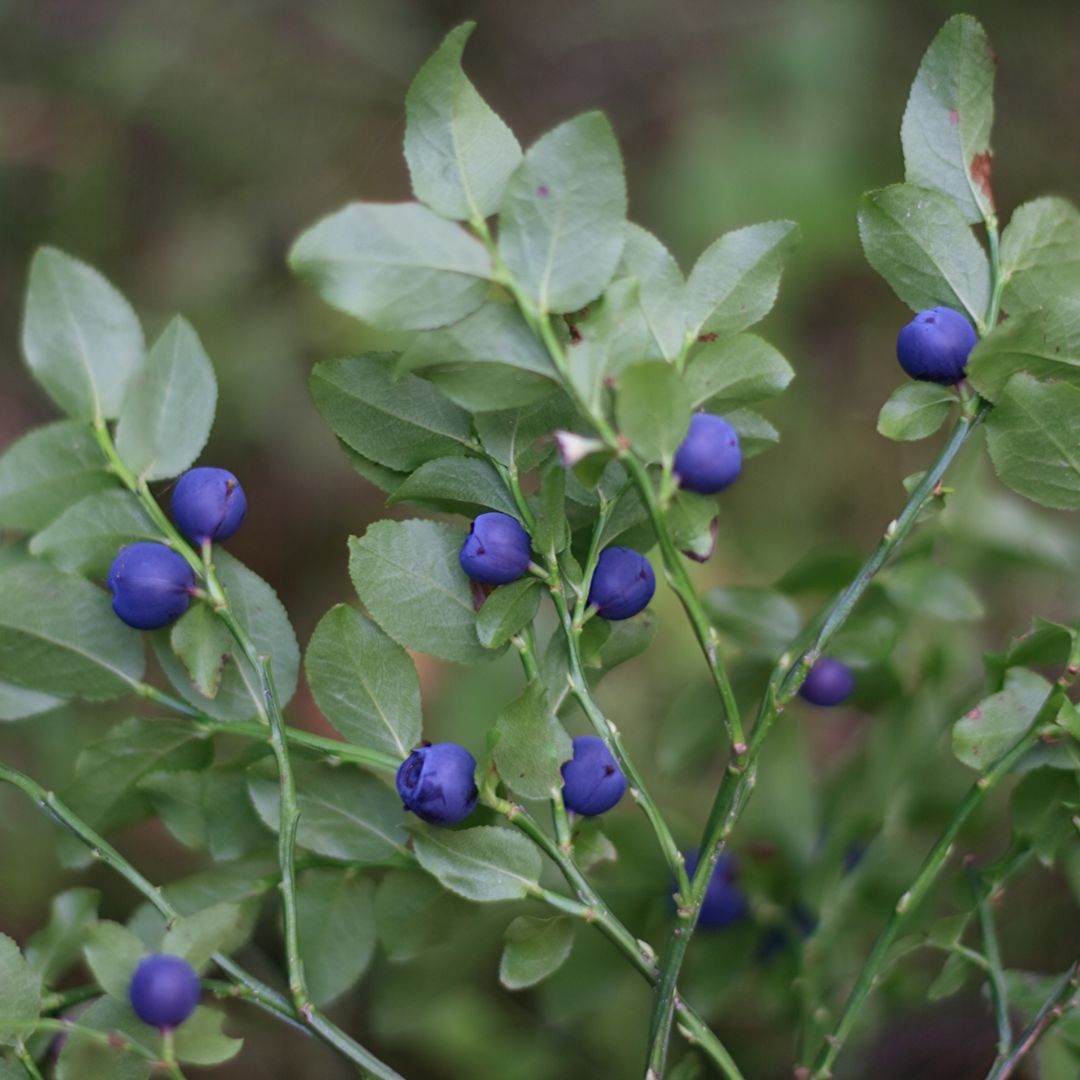 Bilberry (Vaccinium Myrtillus)