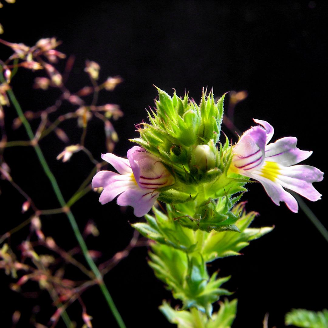 Euphrasia (Eyebright)