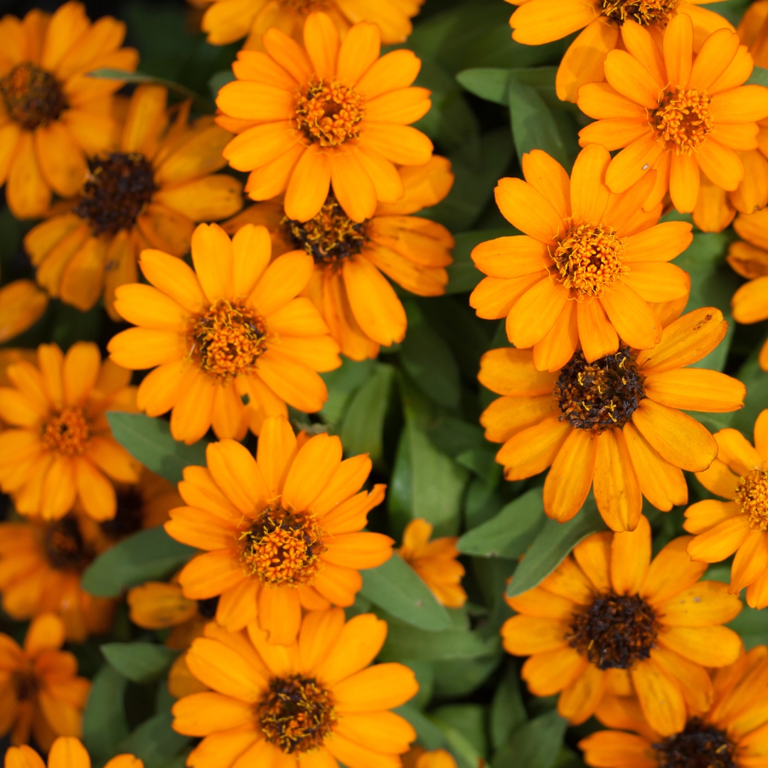 Calendula Officinalis Flower - Marigold Flower