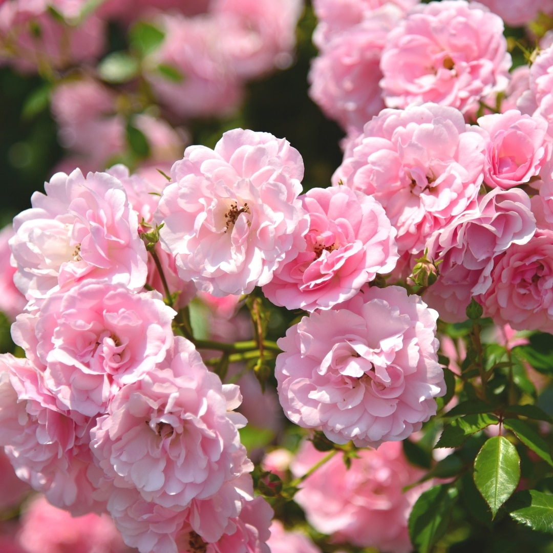 Rose Flower
