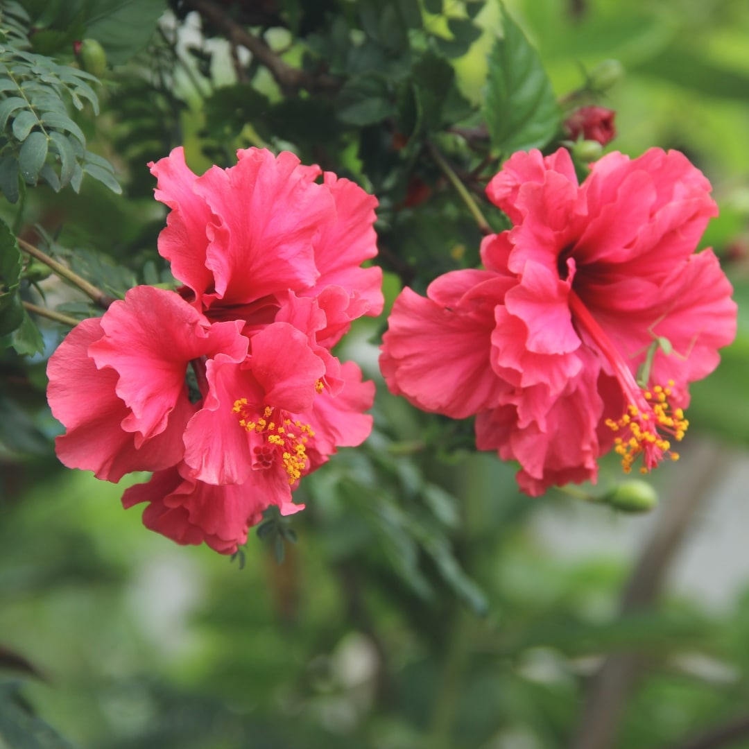 Hibiscus