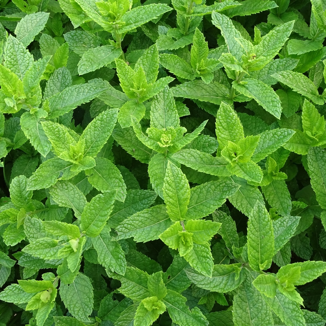 Fresh peppermint leaves – natural cooling herb used in skincare, aromatherapy, herbal teas, and soothing cosmetic formulations.