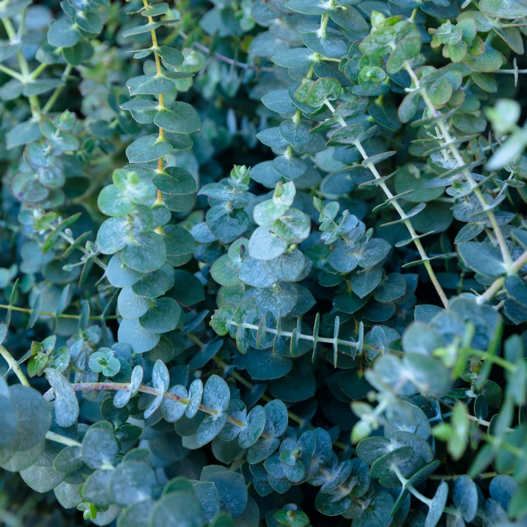 eucalyptus