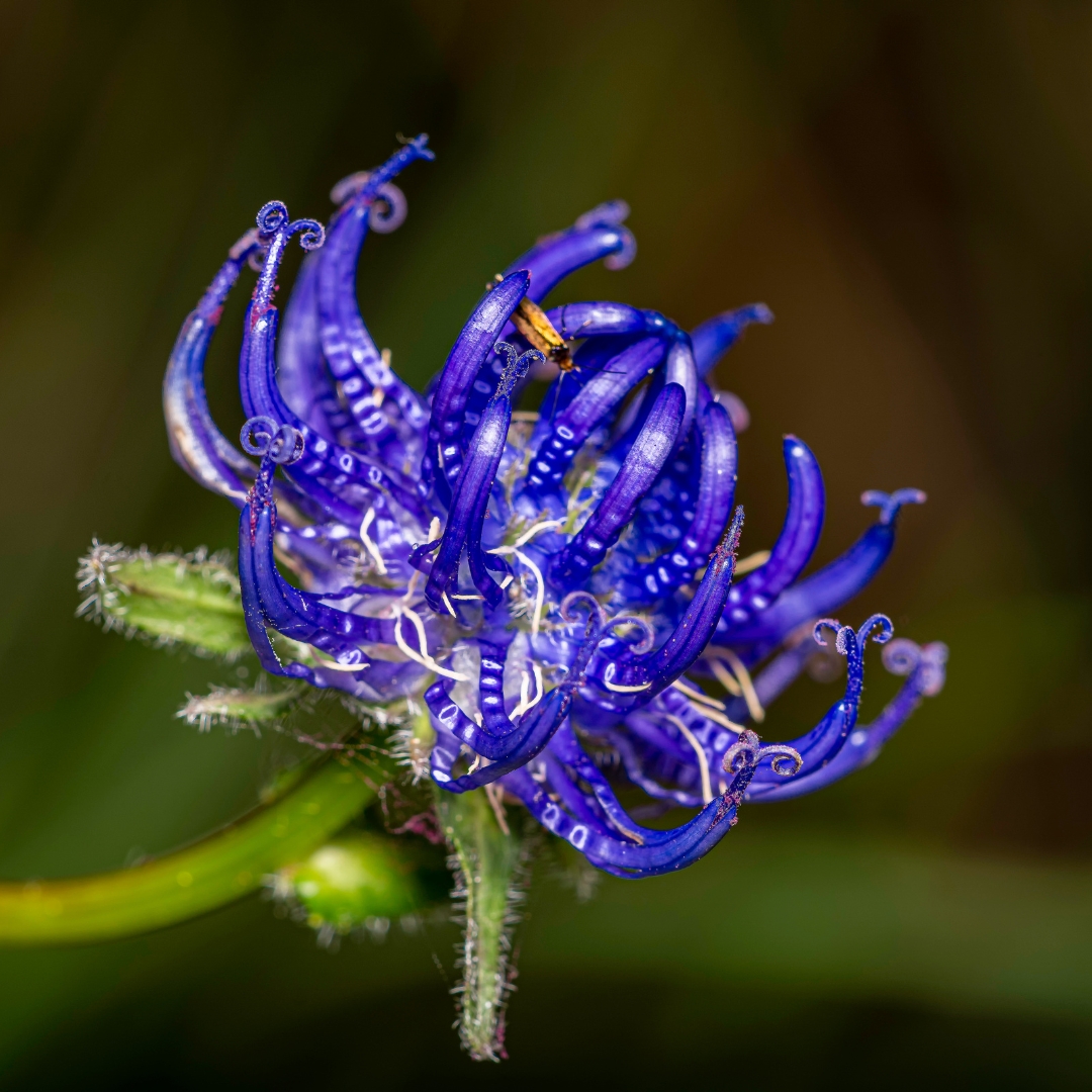 Devil’s Claw