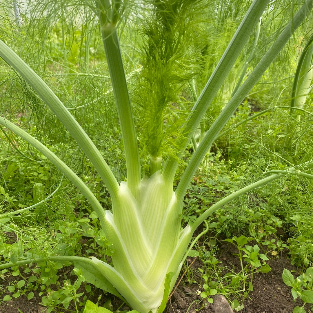 Fennel