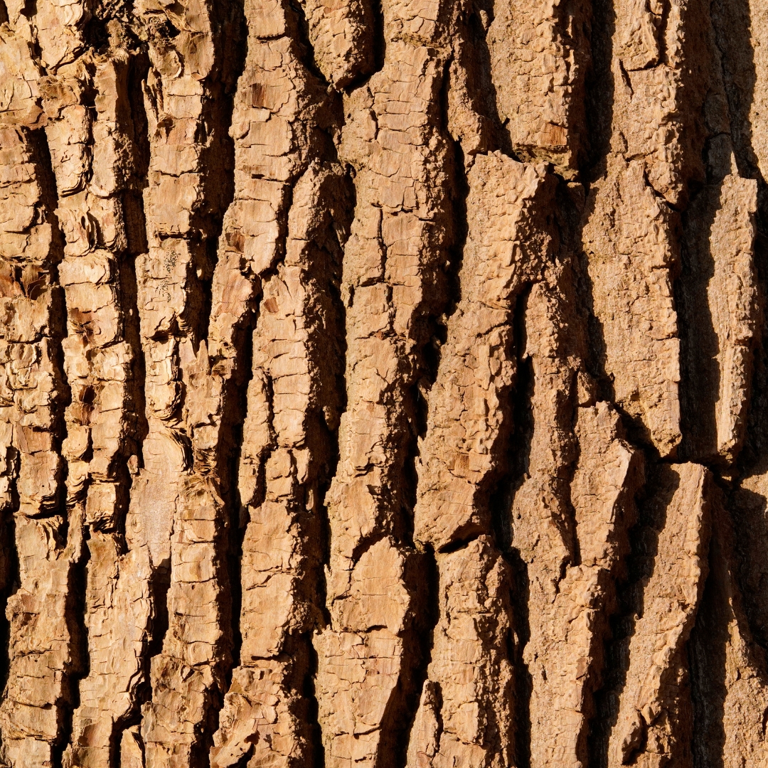White Willow Bark