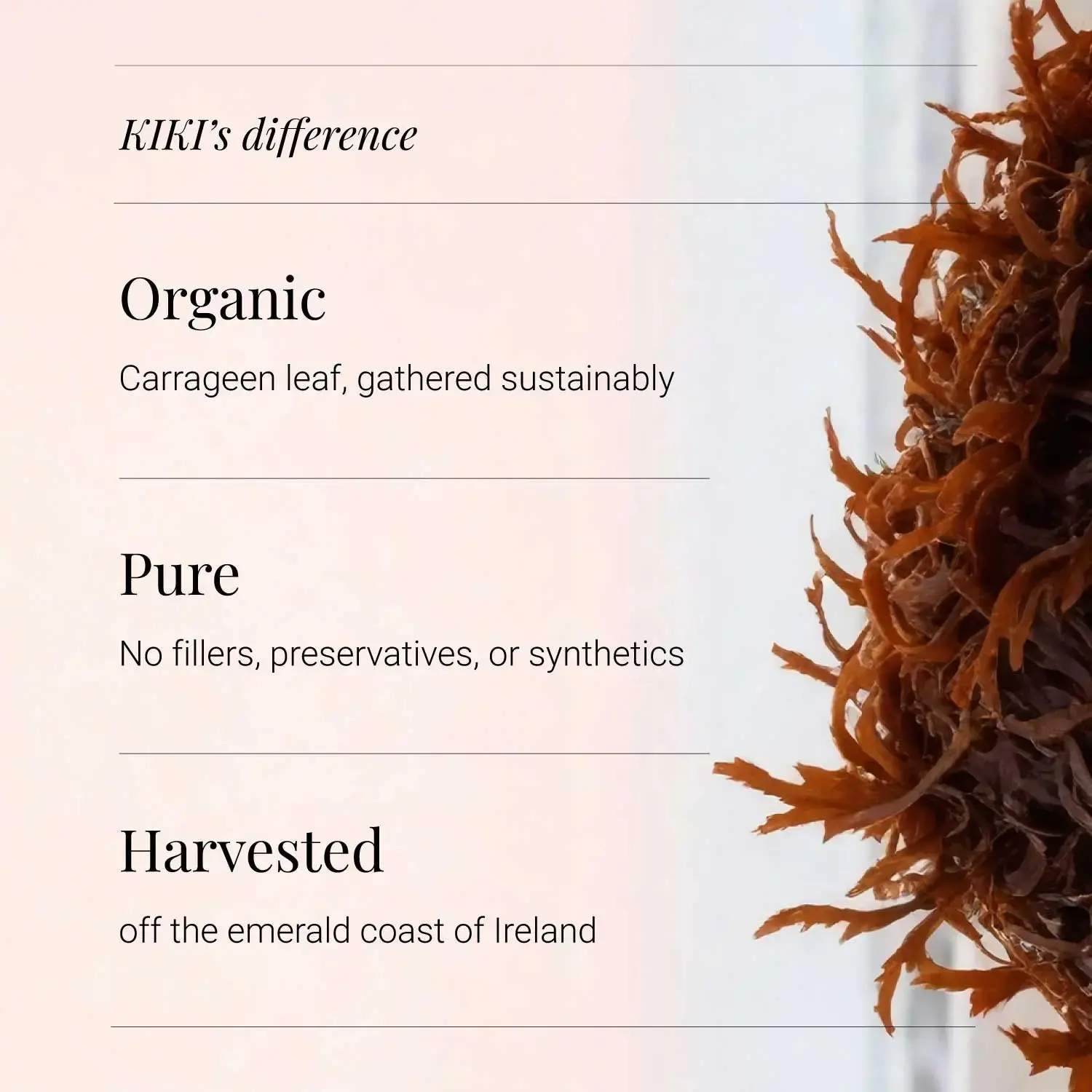 Organic Irish Sea Moss | 90 Vegicaps | KIKI HEALTH - Image 4