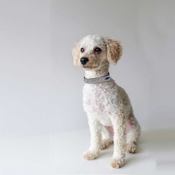 Dog/Pet Collar - Norstar BioMagnetics