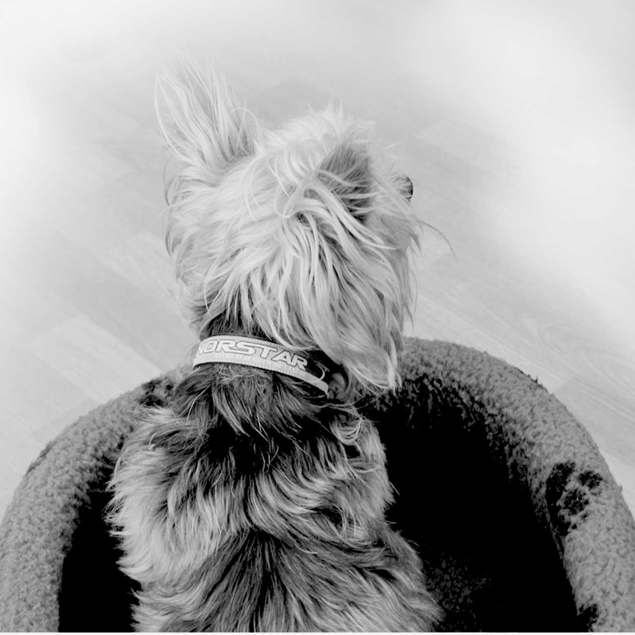 Dog/Pet Collar - Norstar BioMagnetics - Image 4