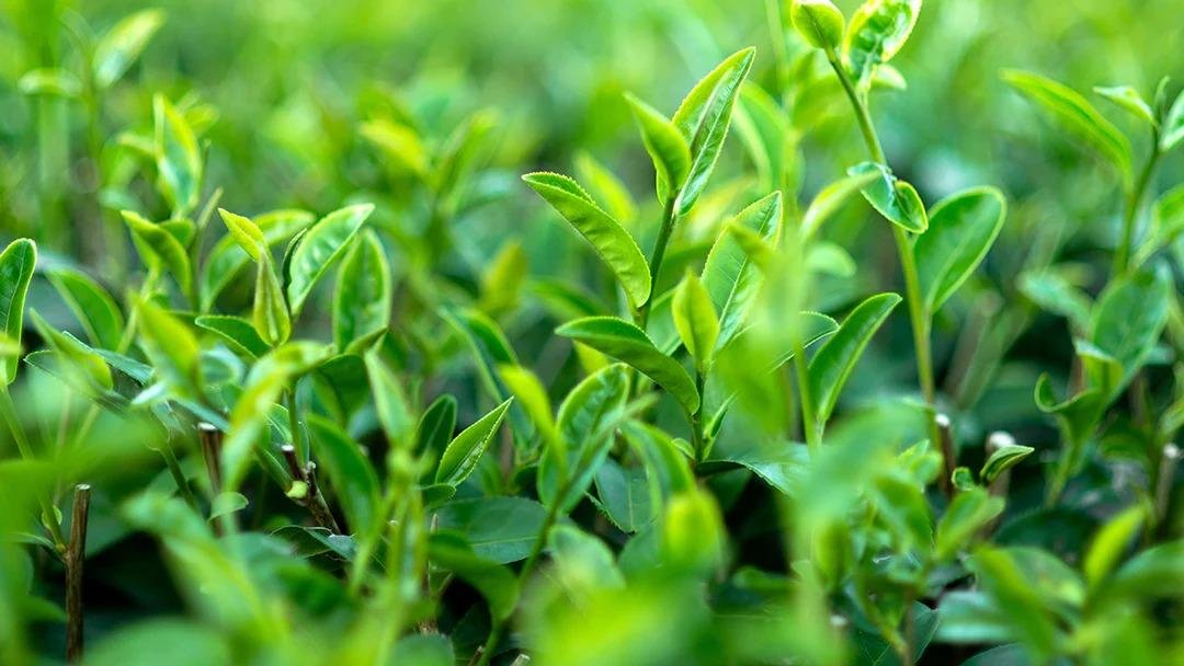 Green Tea